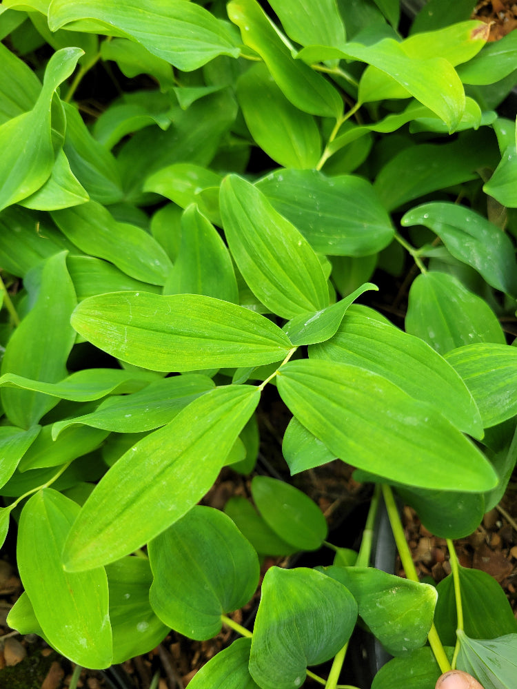 Polygonatum multiflorum JMH 8022