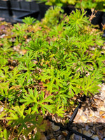Geranium kotschyi var. charlesii