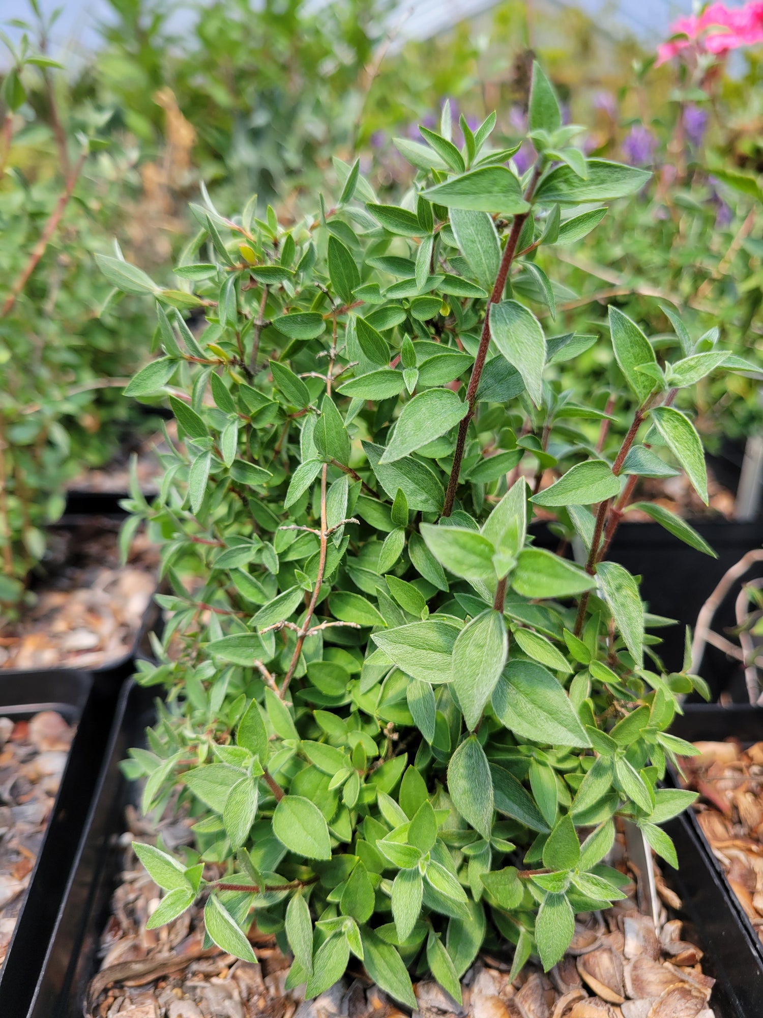 Philadelphus cf. microphyllus CEH 2217