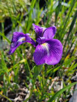 Iris tridentata