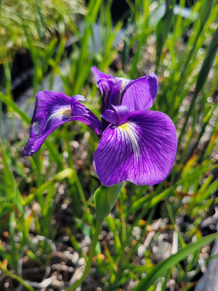 Iris tridentata