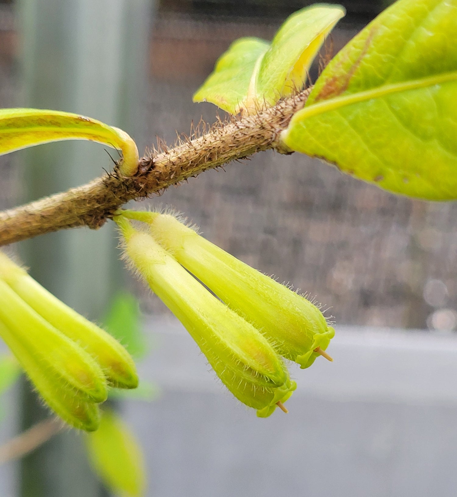 Agapetes cf. malipoensis NV 47