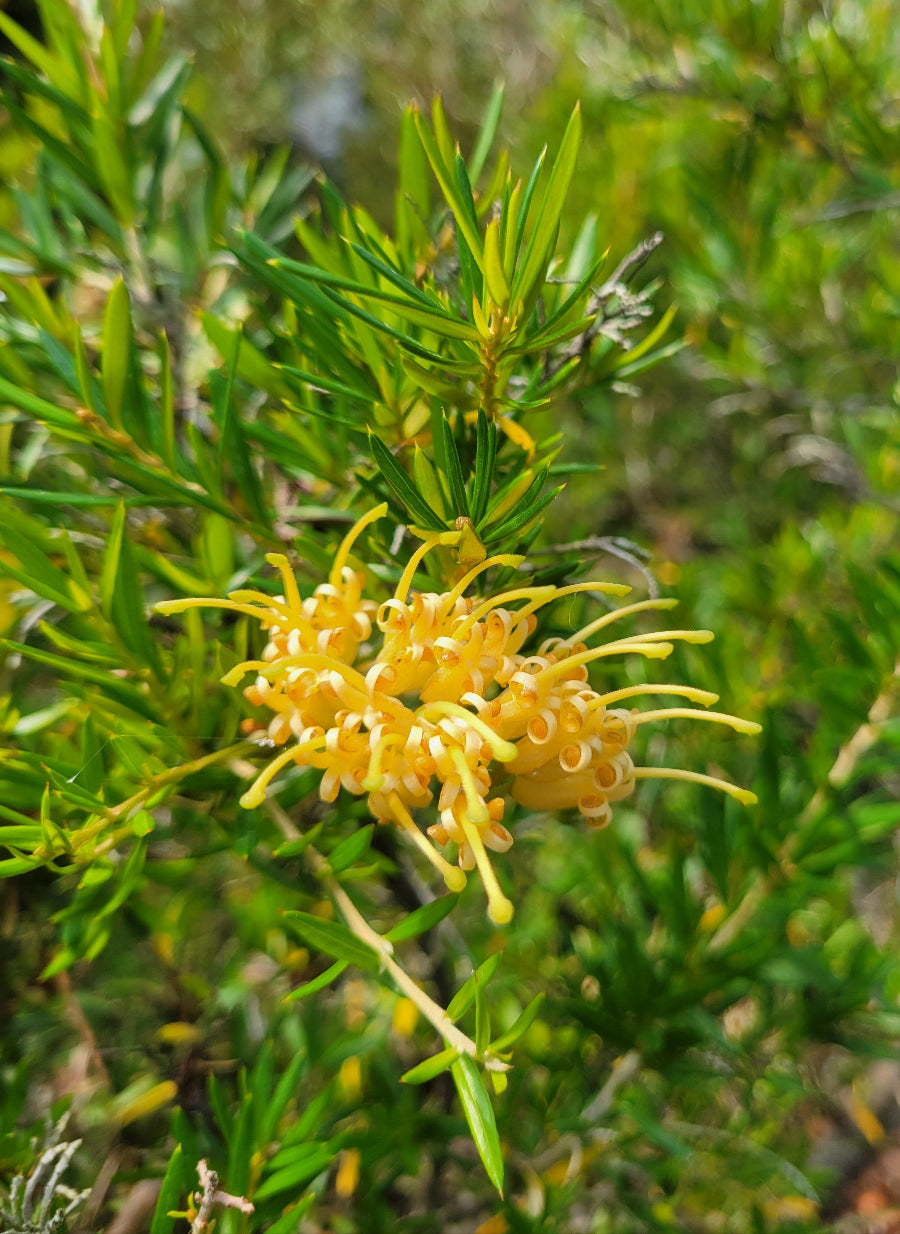 Grevillea 'The Precious'