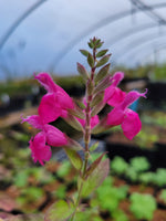 Salvia lemmonii (syn. Salvia microphylla) CEH 2202