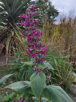 Lepechinia hastata subsp. hastata CEH 2297