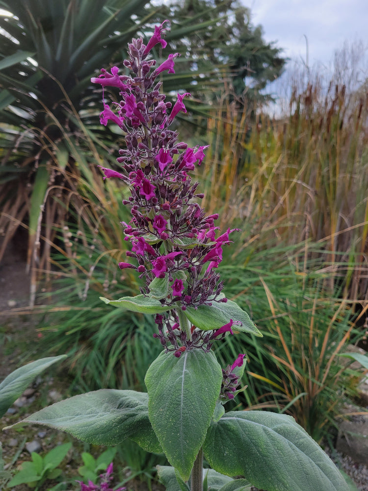 Lepechinia hastata subsp. hastata CEH 2297