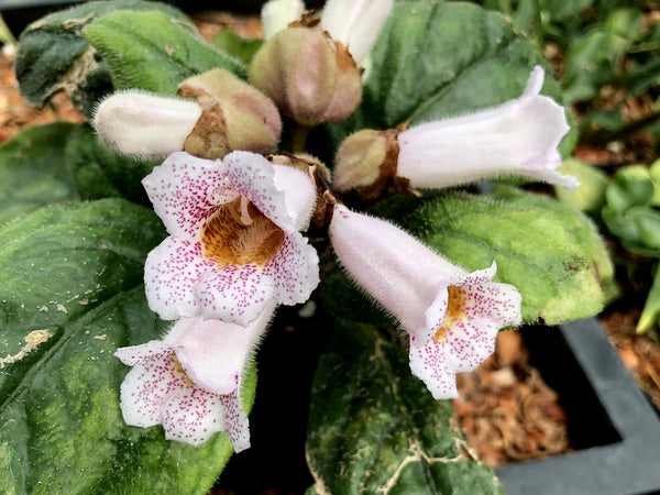 Hemiboea subacaulis var. jiangxiensis