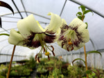 Lilium primulinum var. ochraceum NV 97 (Syn. Lilium poilanei)