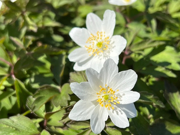 Two white flowers of Anemone nemorosa 'Grandiflora'