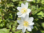 Two white flowers of Anemone nemorosa 'Grandiflora'