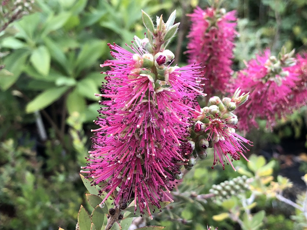 Callistemon pallidus - lilac flower form