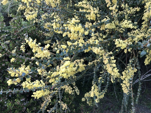 Branches of yellow flowers of Acacia pravissima
