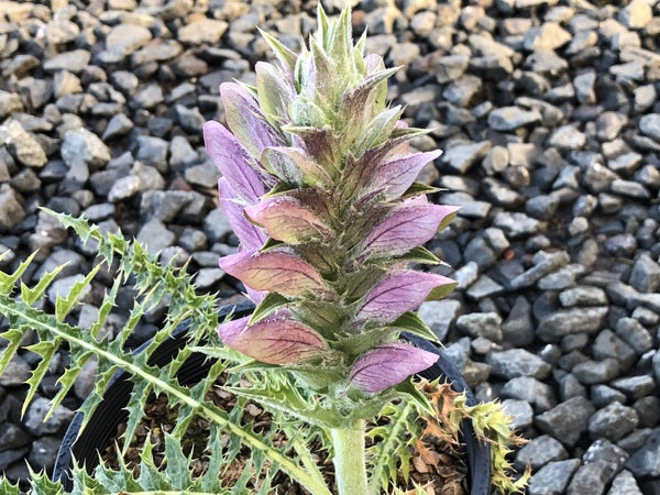 Acanthus syriacus (syn. dioscoridis var. perringii)