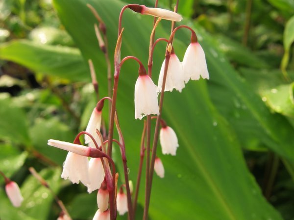 The small white bell flowers of Acis autumnalis