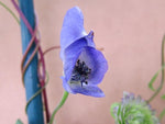 Aconitum hemsleyanum CGG 14028