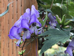 Aconitum hemsleyanum H2MD 056