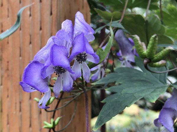 Aconitum hemsleyanum H2MD 056