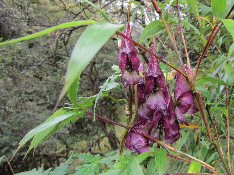 Closeup of purple flowers of Aconitum bulbilliferum 'Monk Gone Wild'
