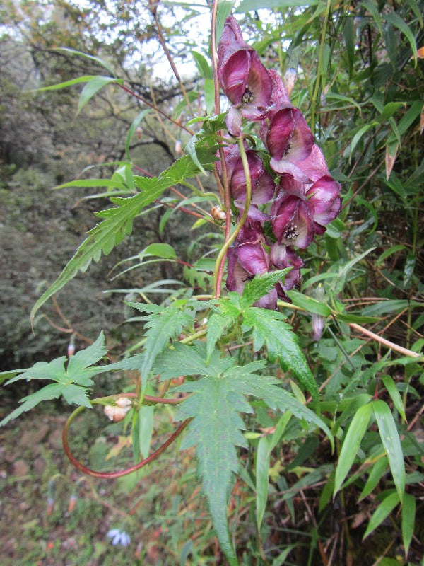 A vine with purple flowers of Aconitum bulbilliferum 'Monk Gone Wild' in the forest