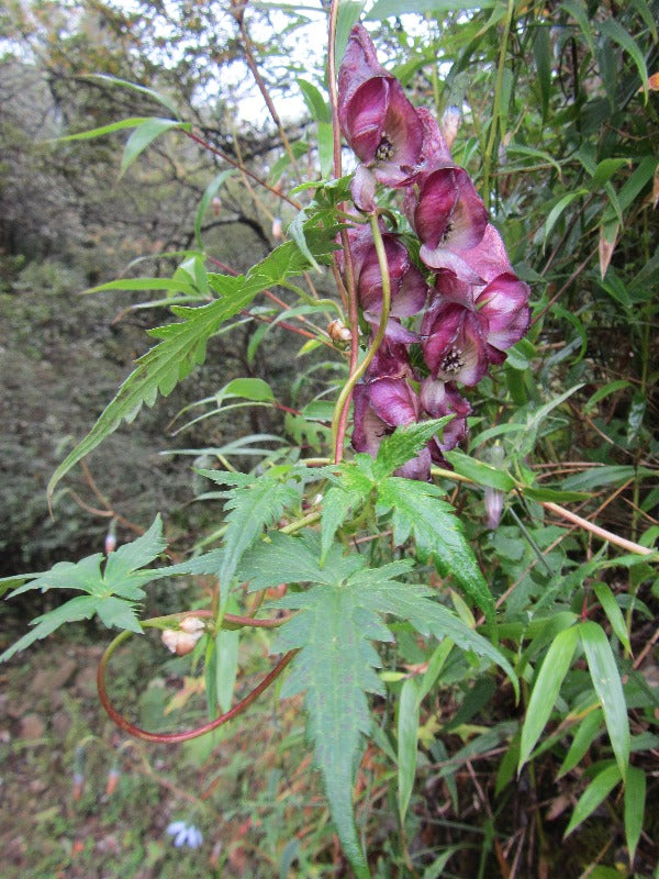A vine with purple flowers of Aconitum bulbilliferum 'Monk Gone Wild' in the forest