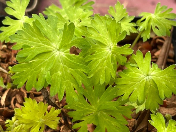 Chartreuse green Aconitum leaves