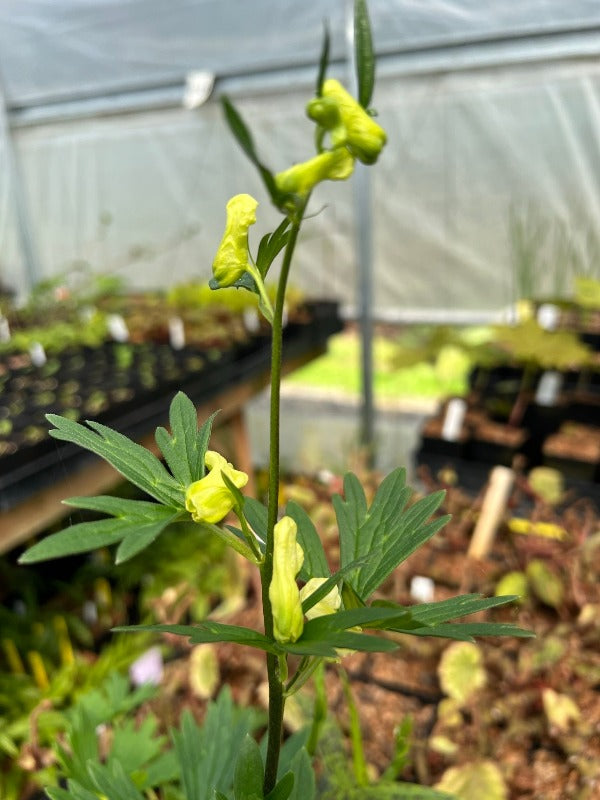 Aconitum vulparia