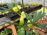 Aconitum vulparia