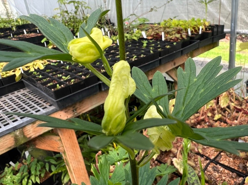 Aconitum vulparia