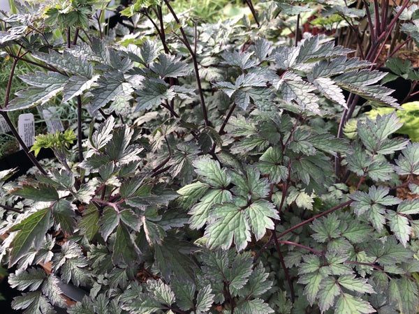 Actaea hybrid (Cimicifuga)