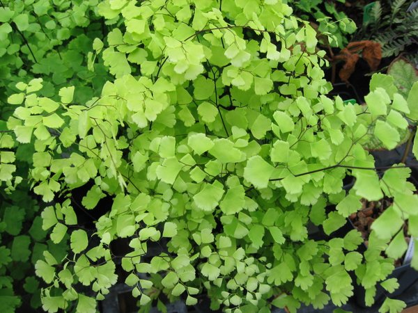Adiantum x mairisii