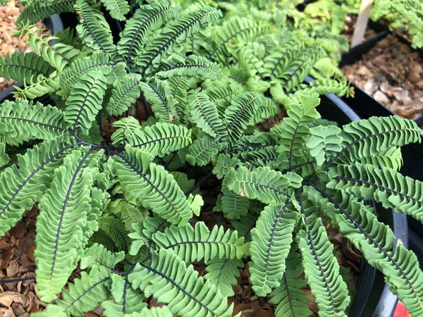 Adiantum aleuticum var. subpumilum