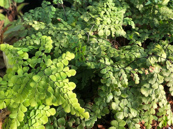 fern fronds of Adiantum venustum MD 15-14