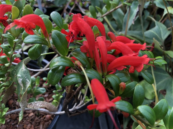 Aeschynanthus buxifolius - Chandler collection