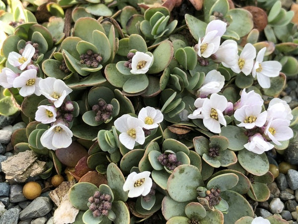 Aethionema oppositifolium (syn. Eunomia)