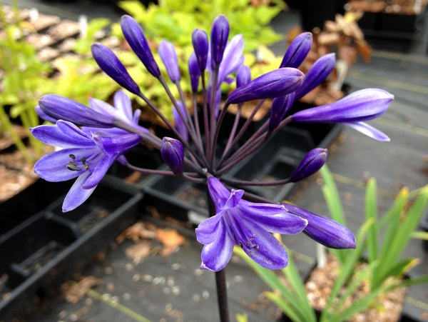 Agapanthus 'Black Buddhist'