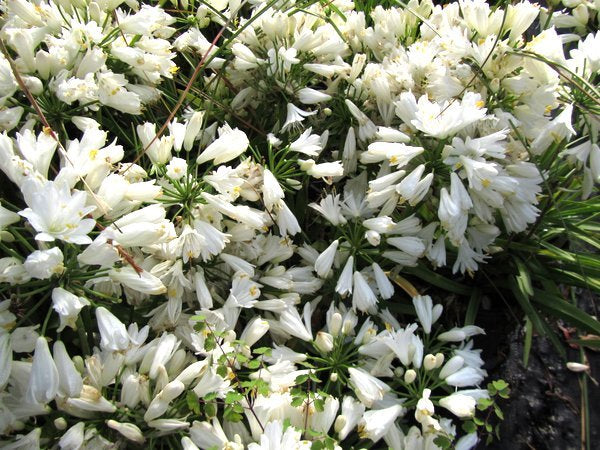 Agapanthus 'Double Diamond'