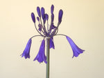 Agapanthus 'Purple Cloud'