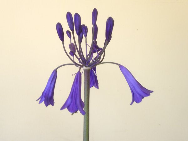 Agapanthus 'Purple Cloud'