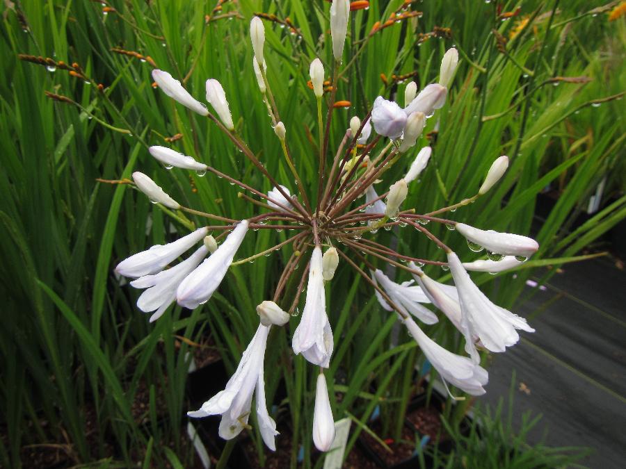 Agapanthus 'Silver Anniversary'
