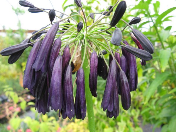 Agapanthus 'Midnight Cascade'