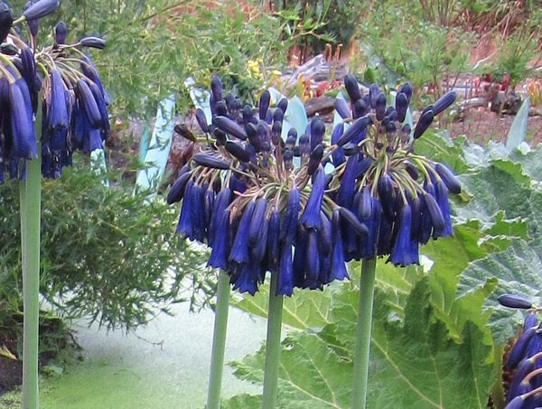Agapanthus inapertus subsp. pendulus 'Graskop'