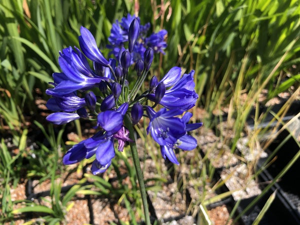 Purple lily of the nile flower agapanthus