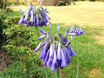 Agapanthus 'Ice Cascade'