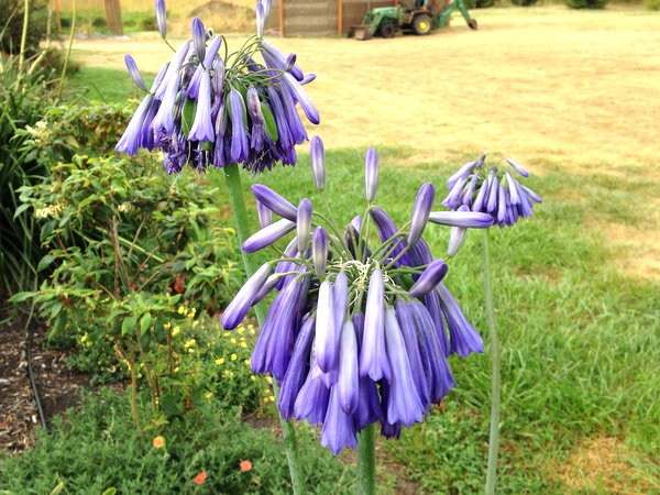 Agapanthus 'Ice Cascade'