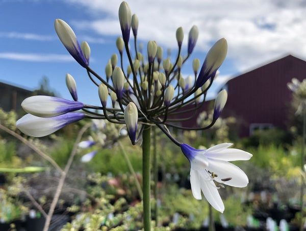Agapanthus 'Twister' PP25,519