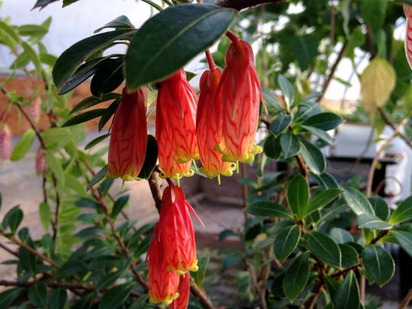 Agapetes pyrolifolia SEH 1511