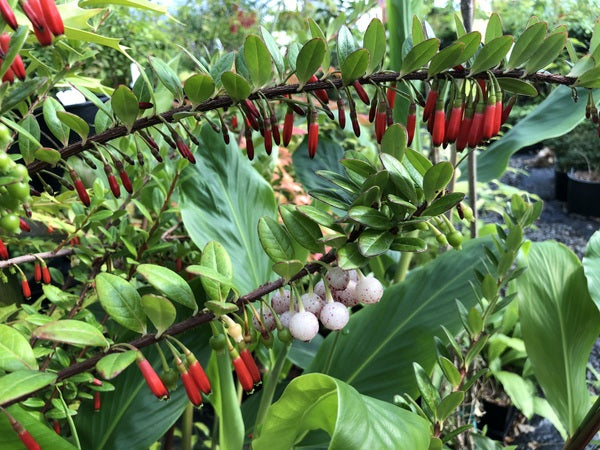 hanging plant with red stems Agapetes hosseana 'Red Elf' – Far Reaches Farm
