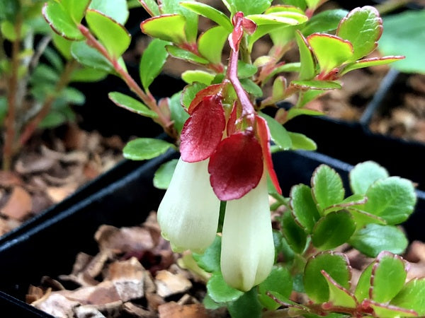 Closeup of the pendulous white flowers of Agapetes rubrobracteata NV 101