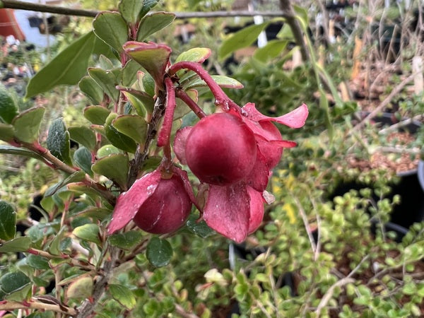 Closeup of the red berries of Agapetes rubrobracteata NV 101