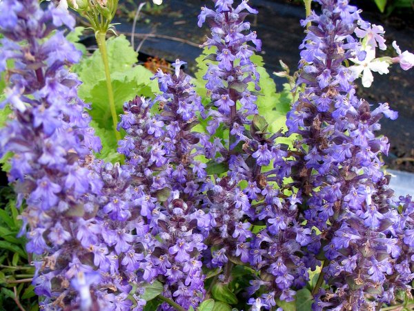 Ajuga 'Loie's Lavender'